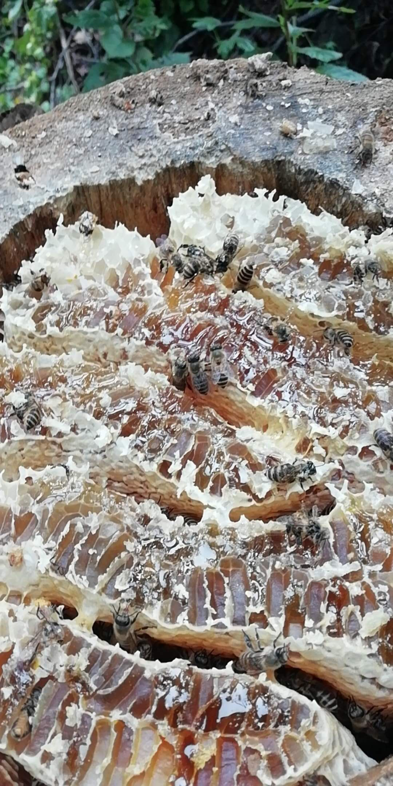 纯野生蜂蜜