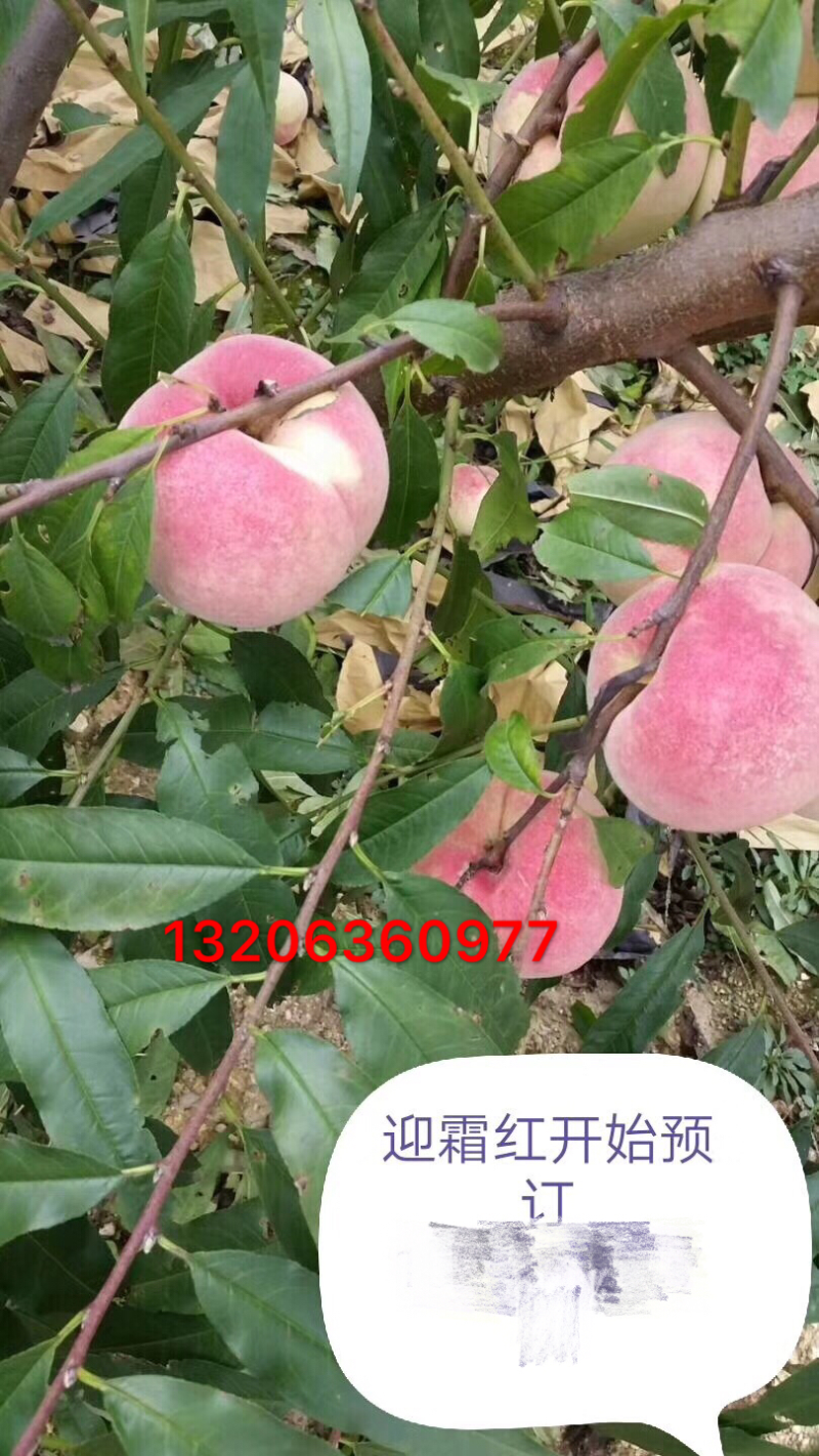 国家扶持村大量金秋红蜜