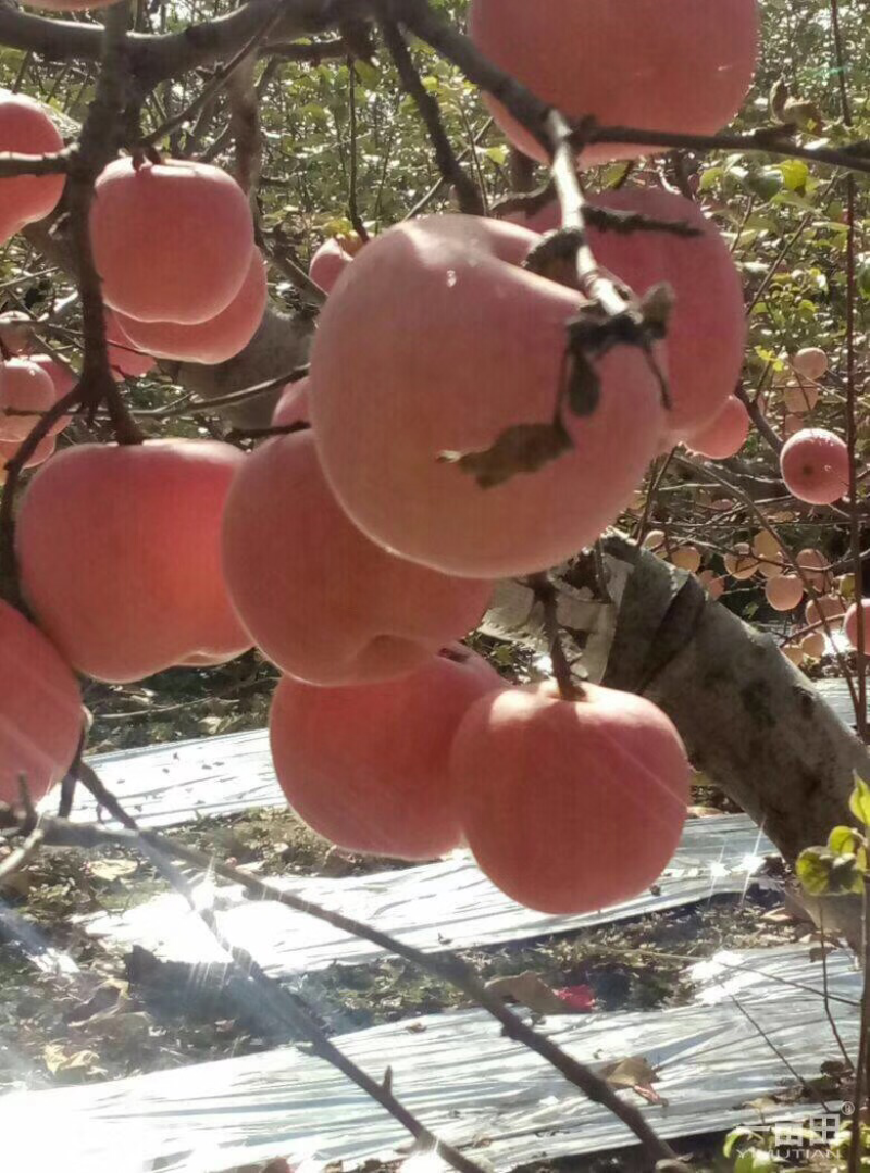 纸袋水晶红富士苹果批发价，货源充足，欢迎采购