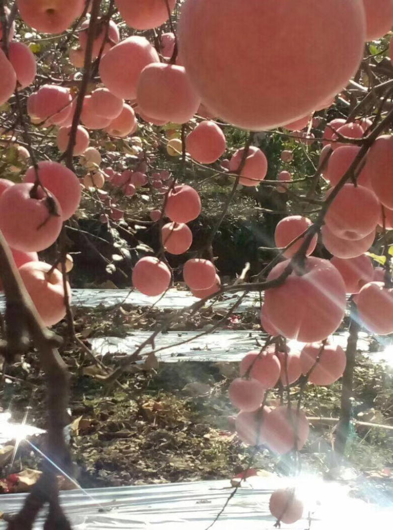纸袋水晶红富士苹果批发价，货源充足，欢迎采购