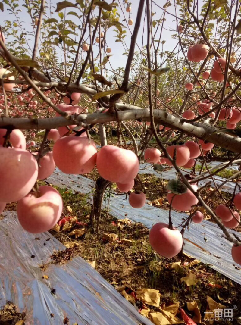 纸袋水晶红富士苹果批发价，货源充足，欢迎采购