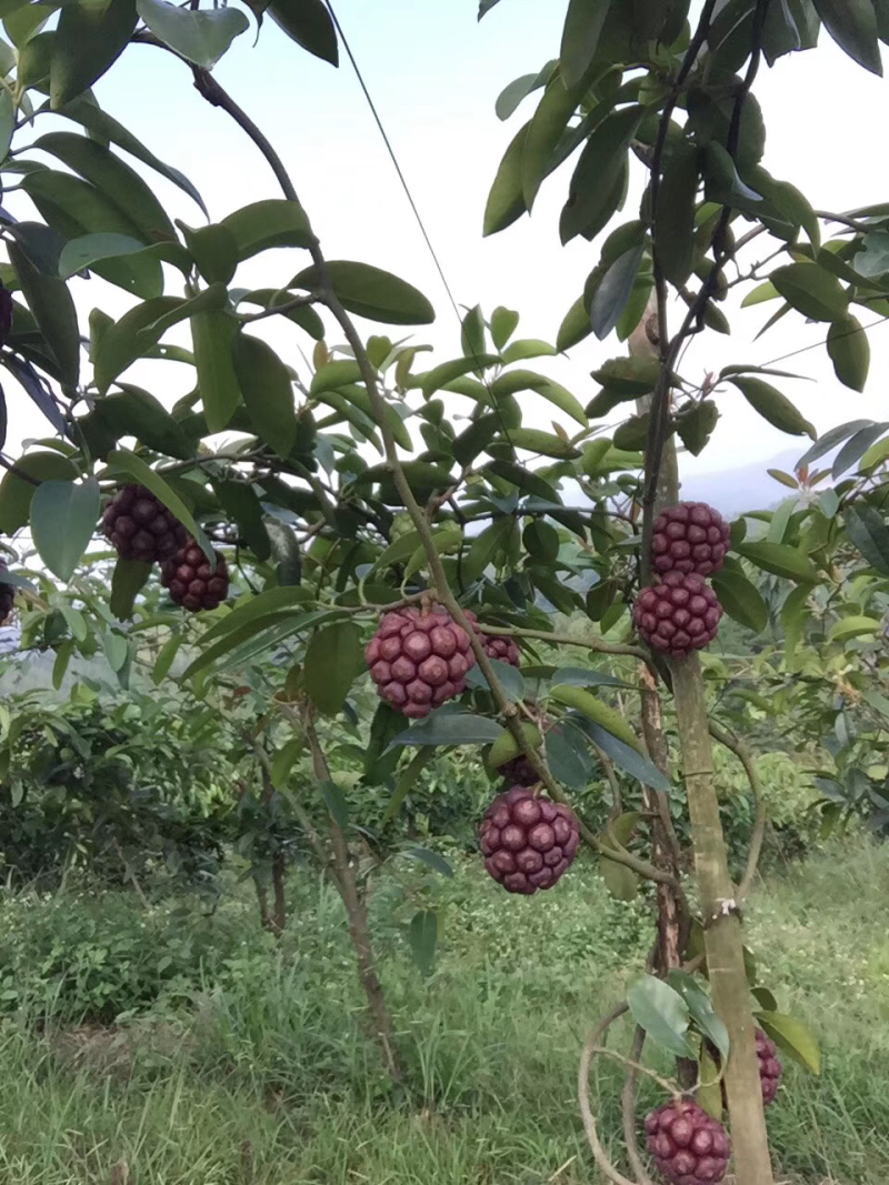 布福娜黑老虎