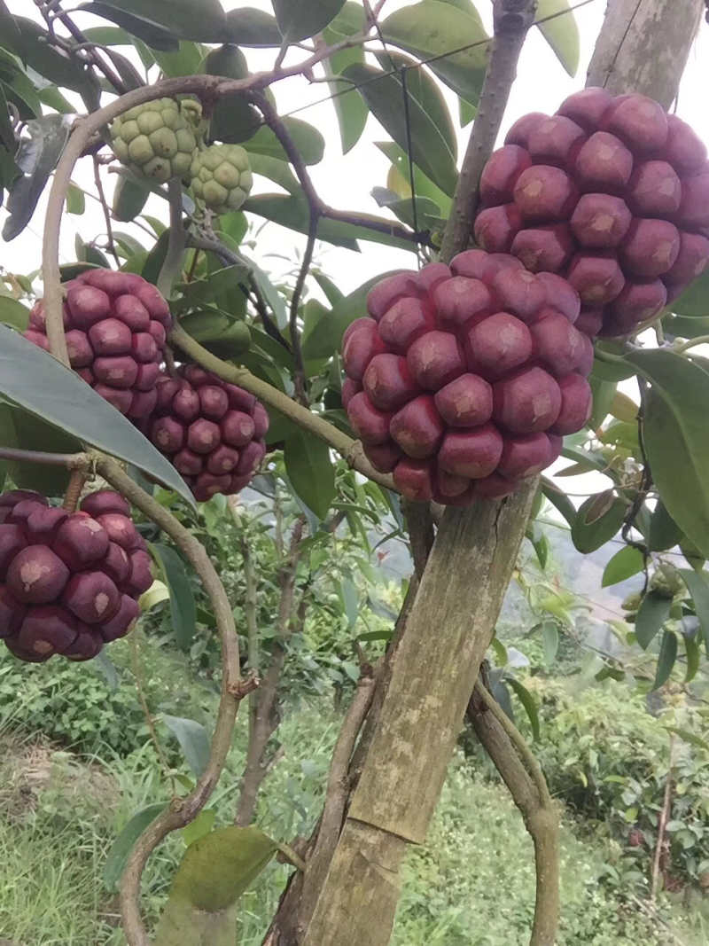 布福娜黑老虎
