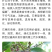 大量供应布福娜