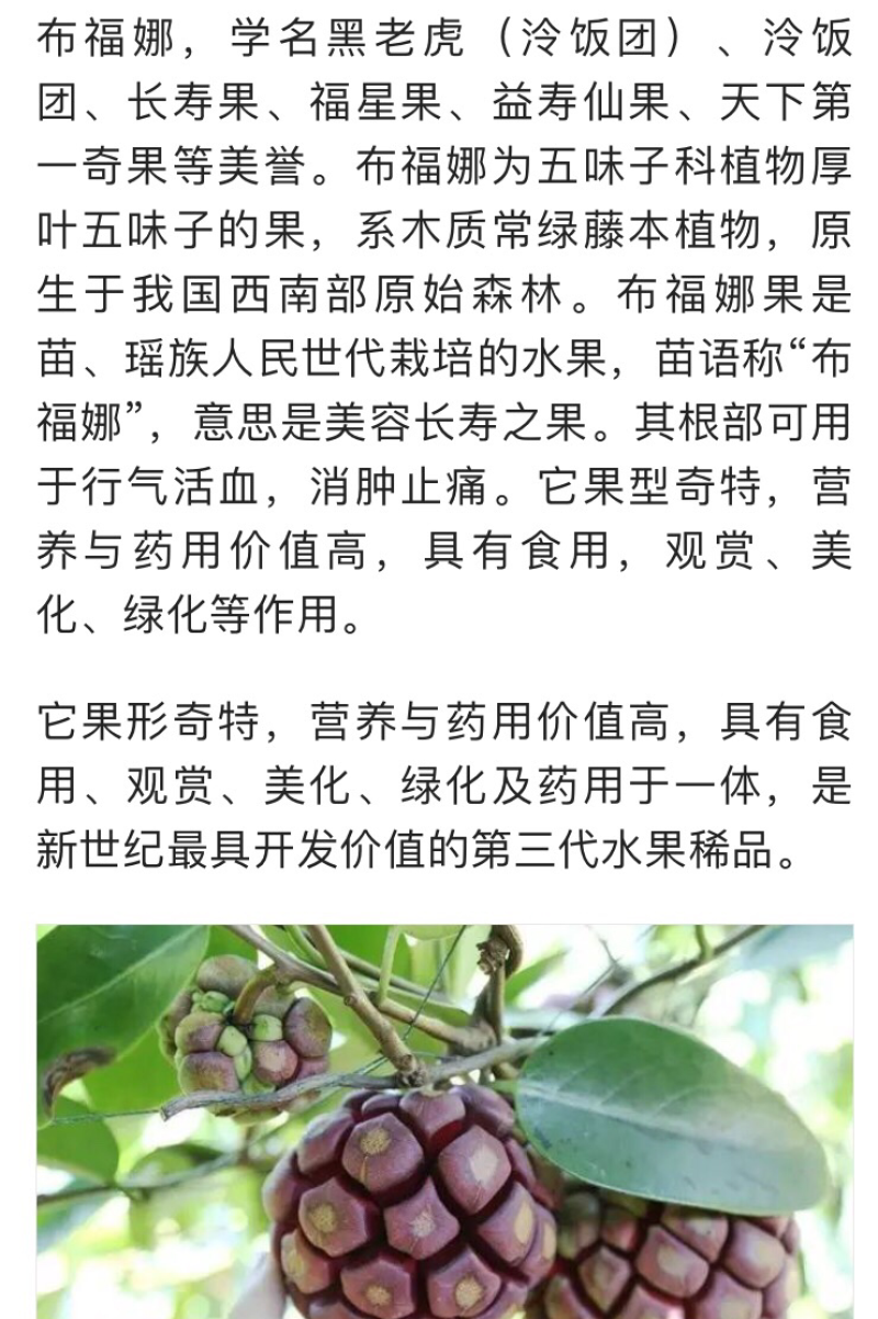 大量供应布福娜