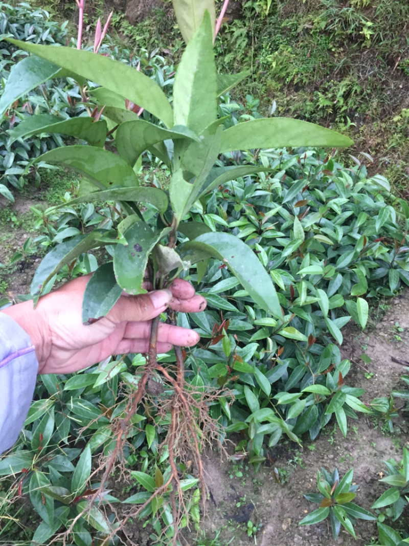 大量供应布福娜