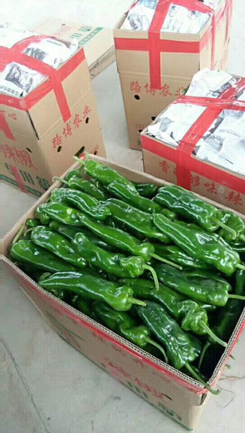 产地大棚泡椒，大量供应，欢迎各大商超前来考察采购