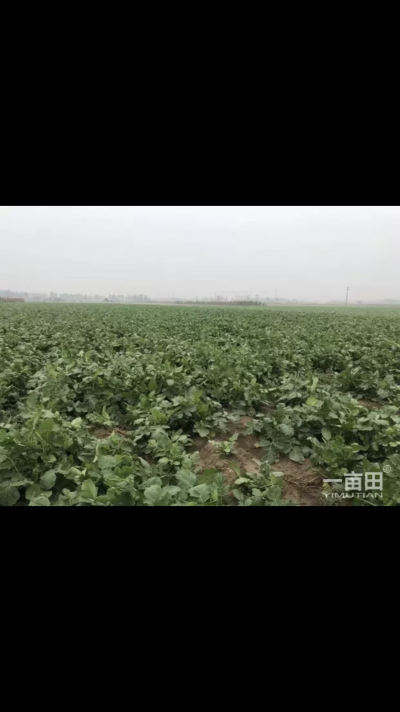 青萝卜大量上市，自家种植，没有代办费