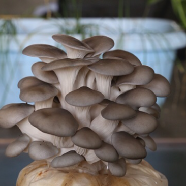 菌包菌种平菇，金针菇,杏鲍菇.毛木耳