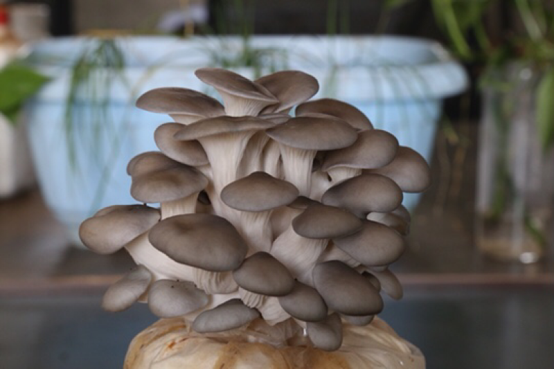 菌包菌种平菇，金针菇,杏鲍菇.毛木耳