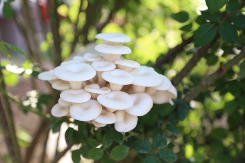 菌包菌种供应