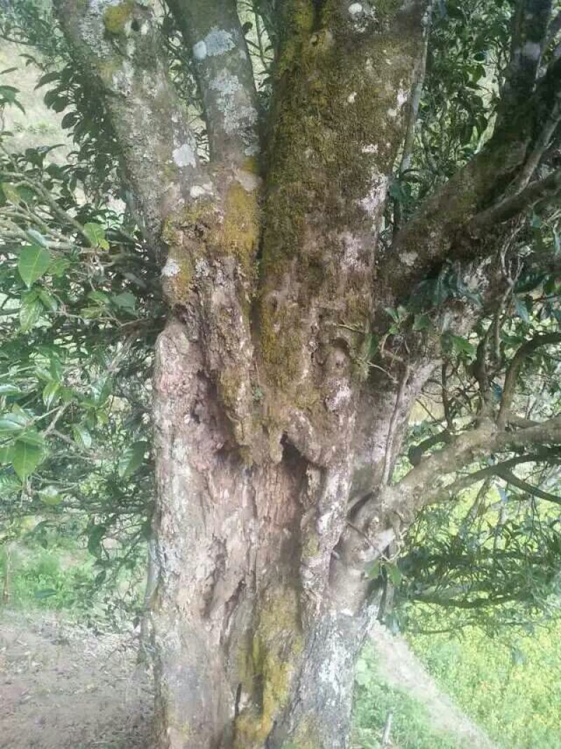 古树茶特级