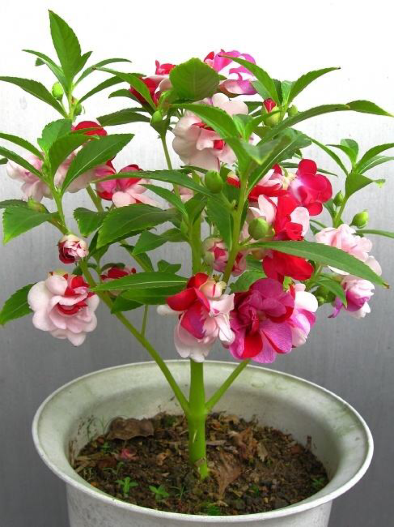 出售凤仙花种子指甲花四季可播包邮