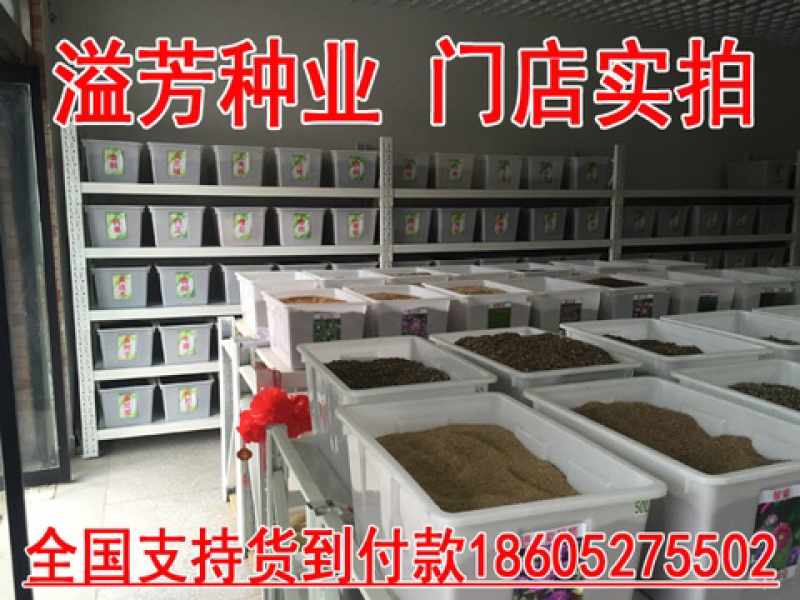 出售凤仙花种子指甲花四季可播包邮