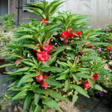 出售凤仙花种子指甲花四季可播包邮