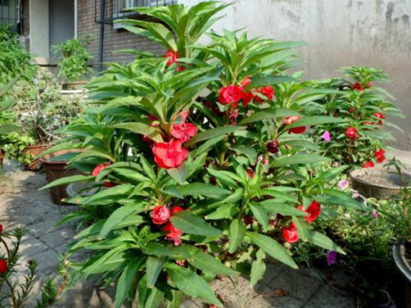 出售凤仙花种子指甲花四季可播包邮
