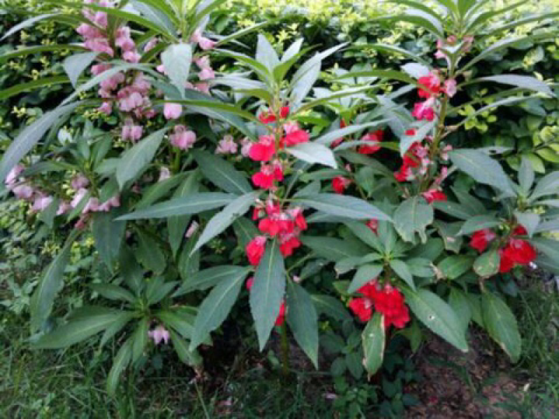出售凤仙花种子指甲花四季可播包邮