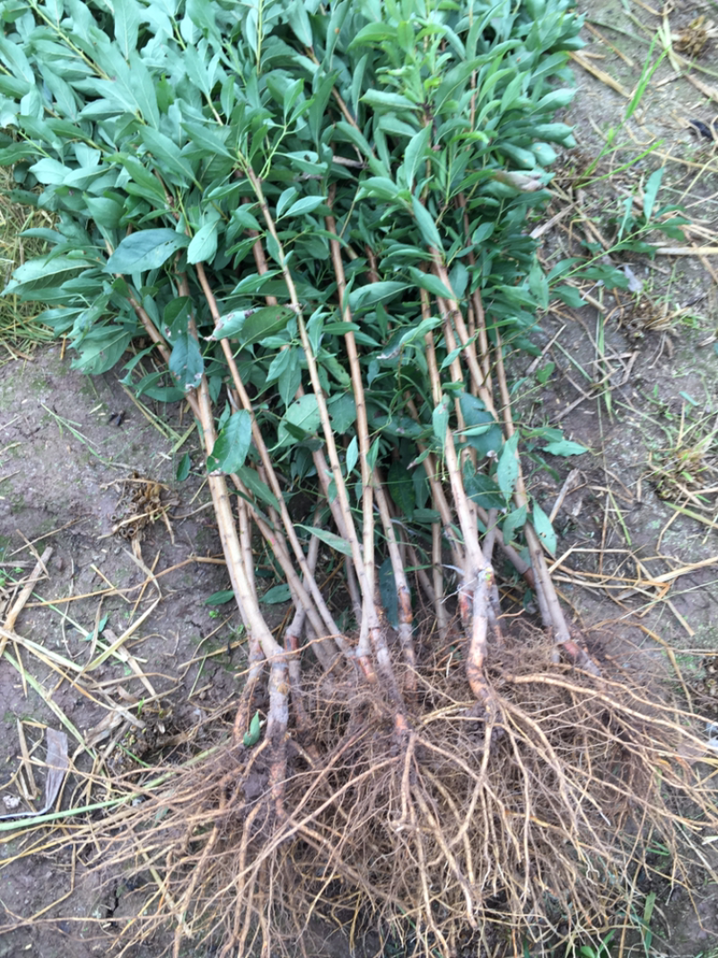 脆红/半边红/晚熟青脆/五月脆成活率高提供技术指导