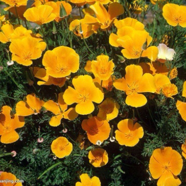 花海专用花菱草种子四季可播金英花种子人参花