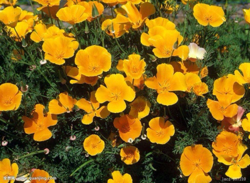 花海专用花菱草种子四季可播金英花种子人参花