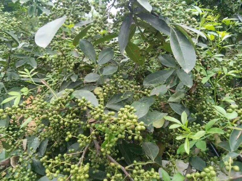 汉源红椒苗，花椒嫁接苗，根系发达成活率高，提供技术指导