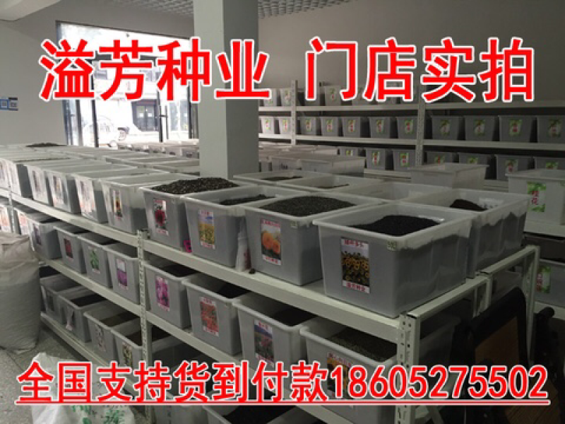 花海专用千鸟草种子小飞燕草种子四季可播包邮