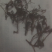 香椿芽