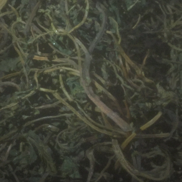 香椿芽