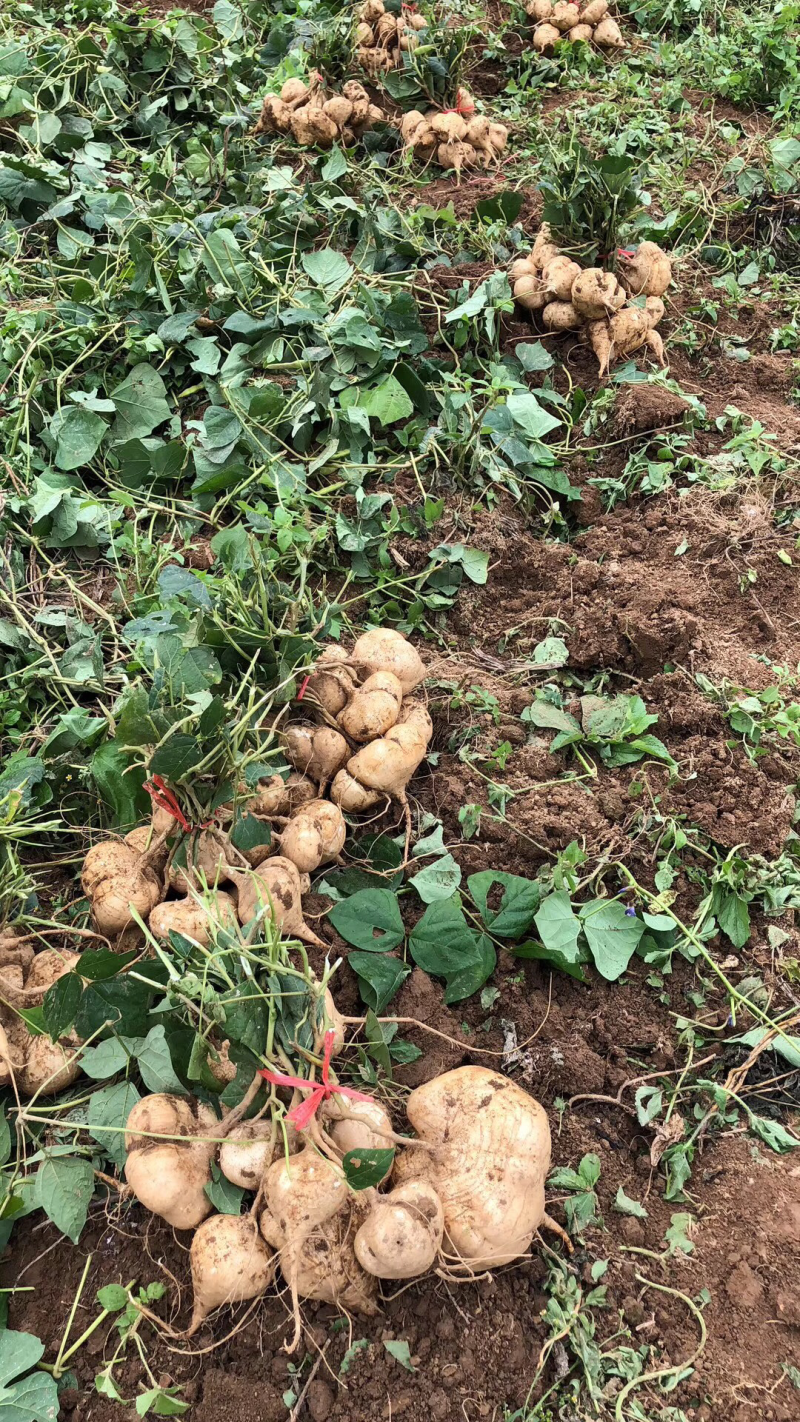 凉薯
