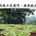 武夷山岩茶大红袍乌龙茶250克/罐×2罐/件包邮