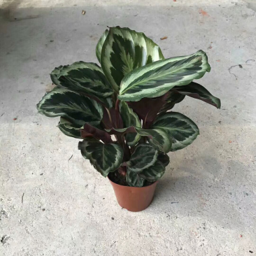 140彩虹竹芋