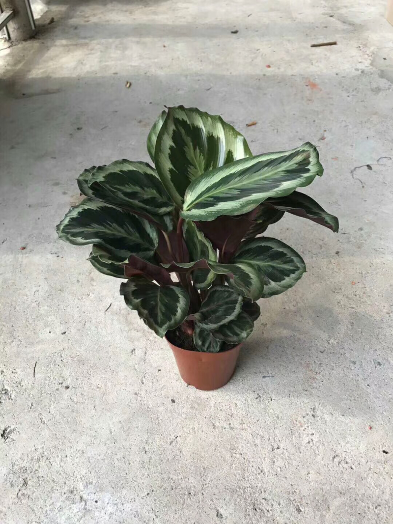 140彩虹竹芋