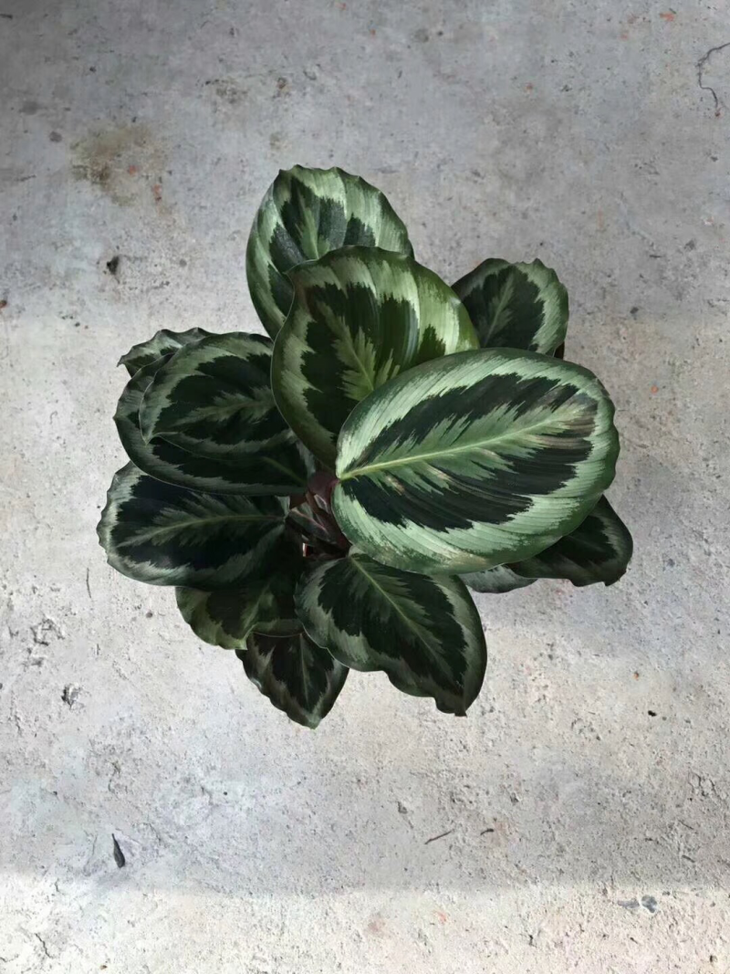 140彩虹竹芋