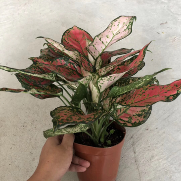 140如意