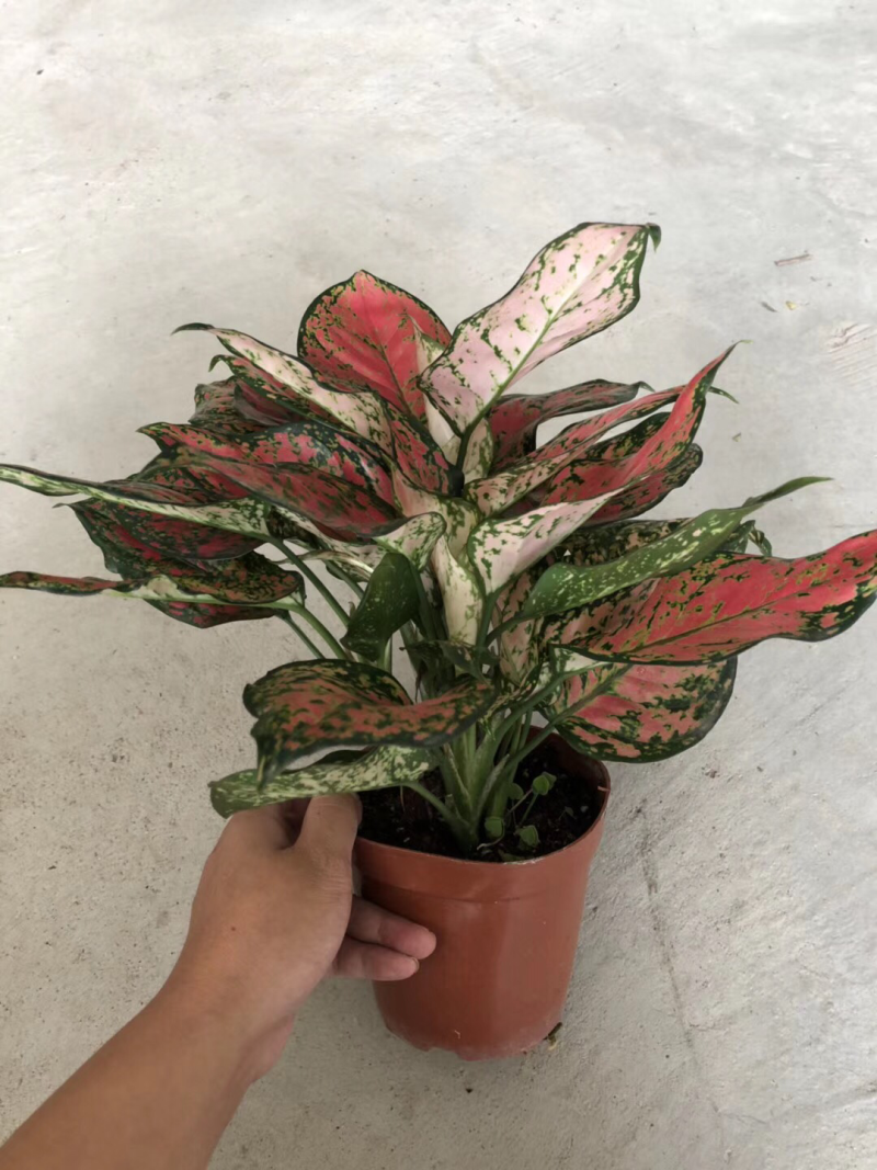 140如意