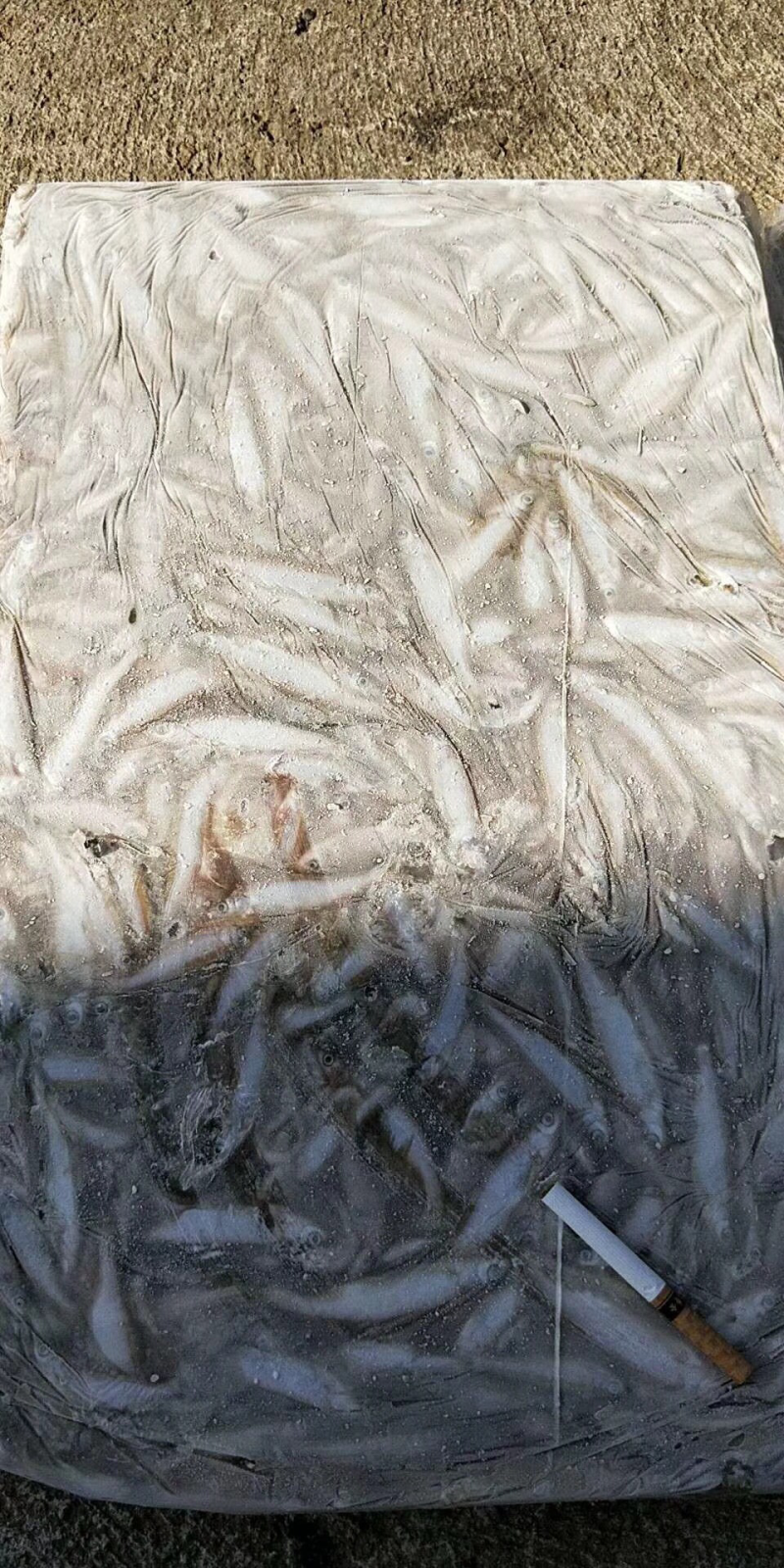 黄瓜香鱼小白鱼各种鱼食狐狸食品