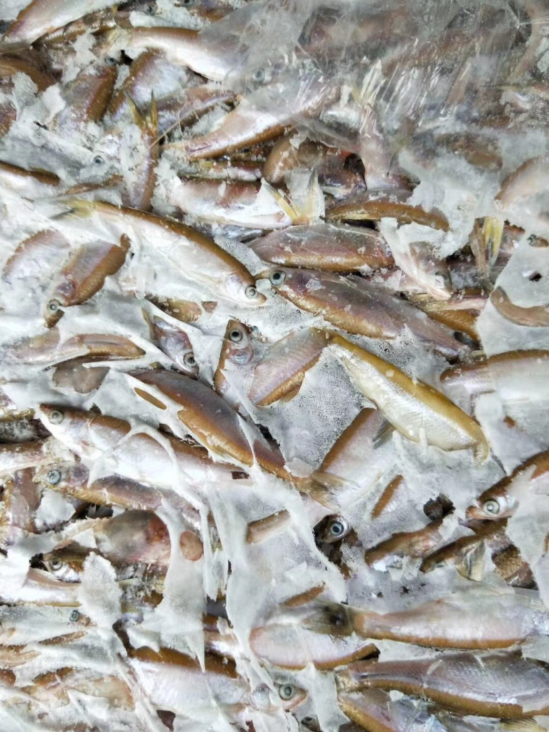 黄瓜香鱼小白鱼各种鱼食狐狸食品