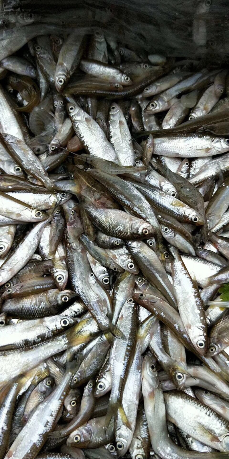 黄瓜香鱼小白鱼各种鱼食狐狸食品