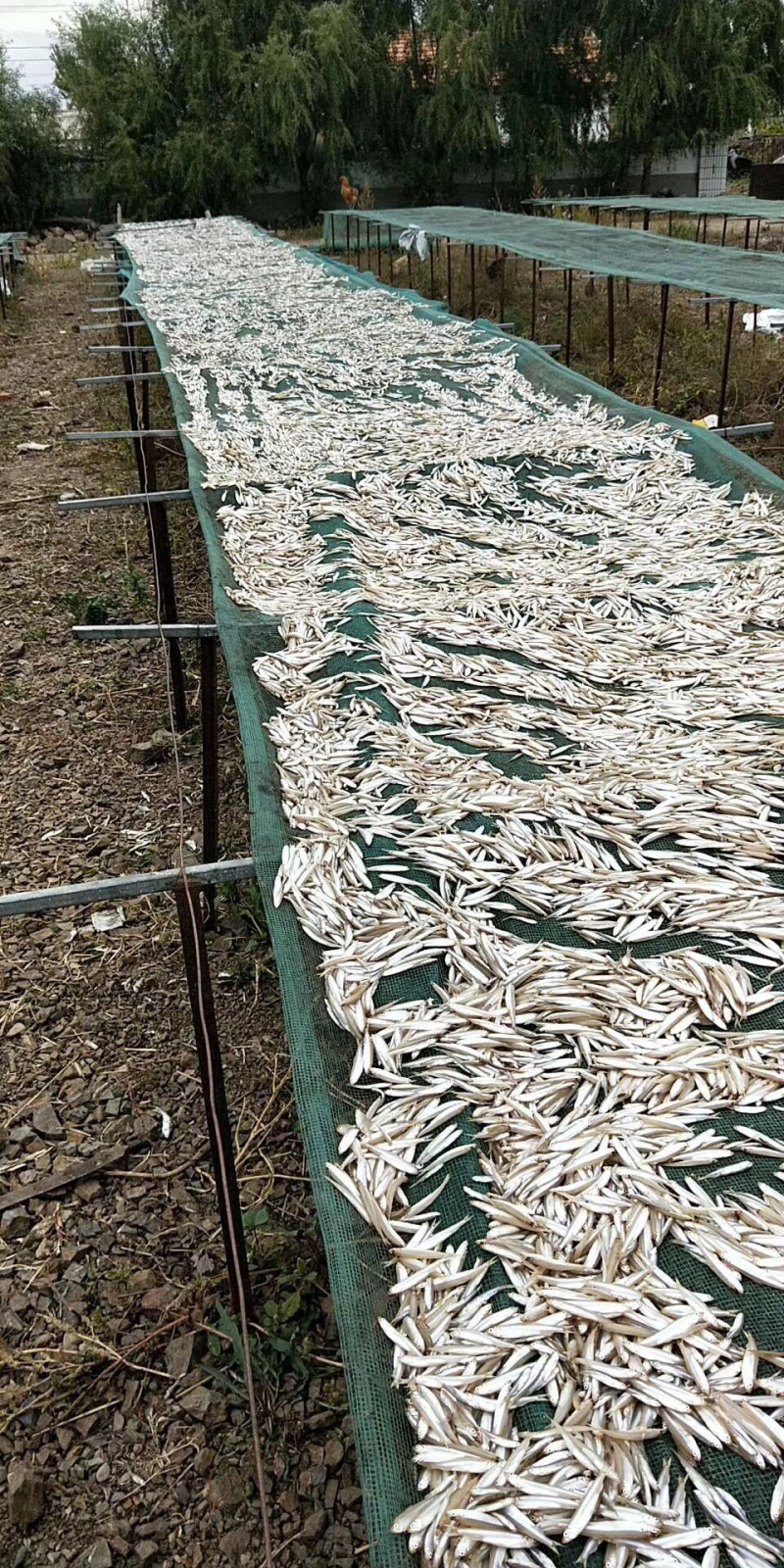 黄瓜香鱼小白鱼各种鱼食狐狸食品