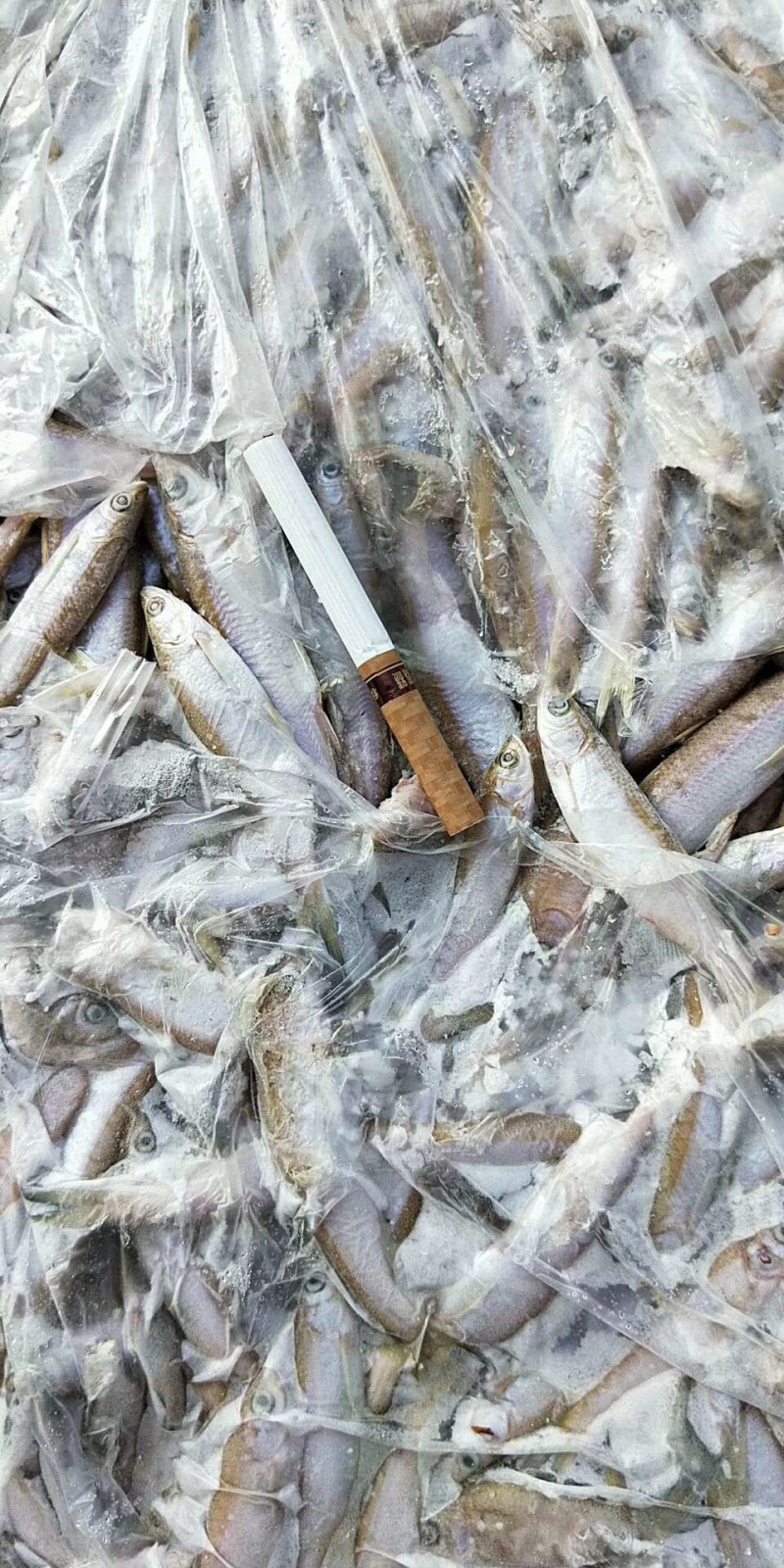 黄瓜香鱼小白鱼各种鱼食狐狸食品