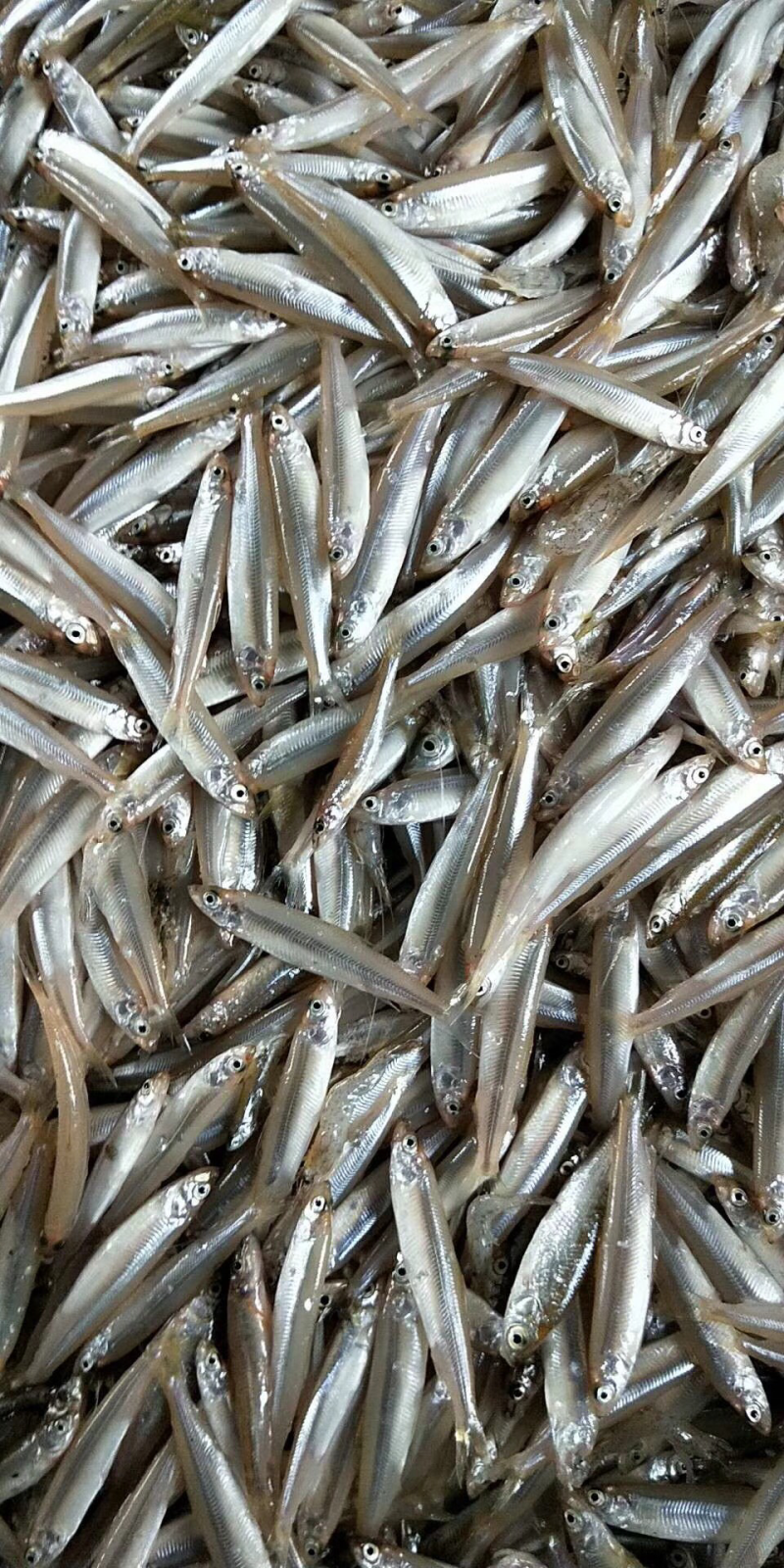 黄瓜香鱼小白鱼各种鱼食狐狸食品