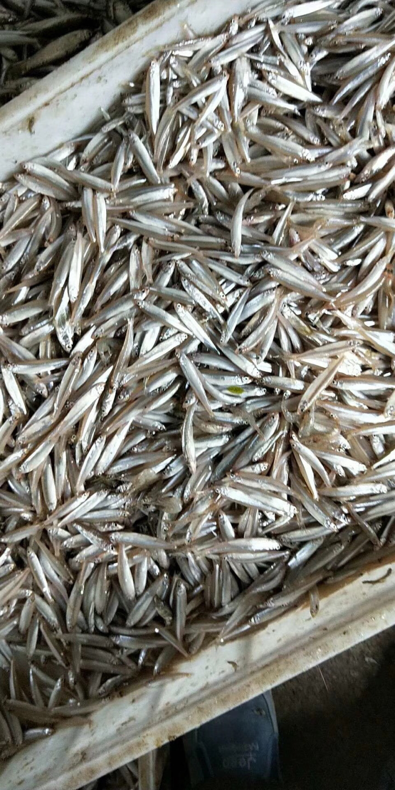 黄瓜香鱼小白鱼各种鱼食狐狸食品