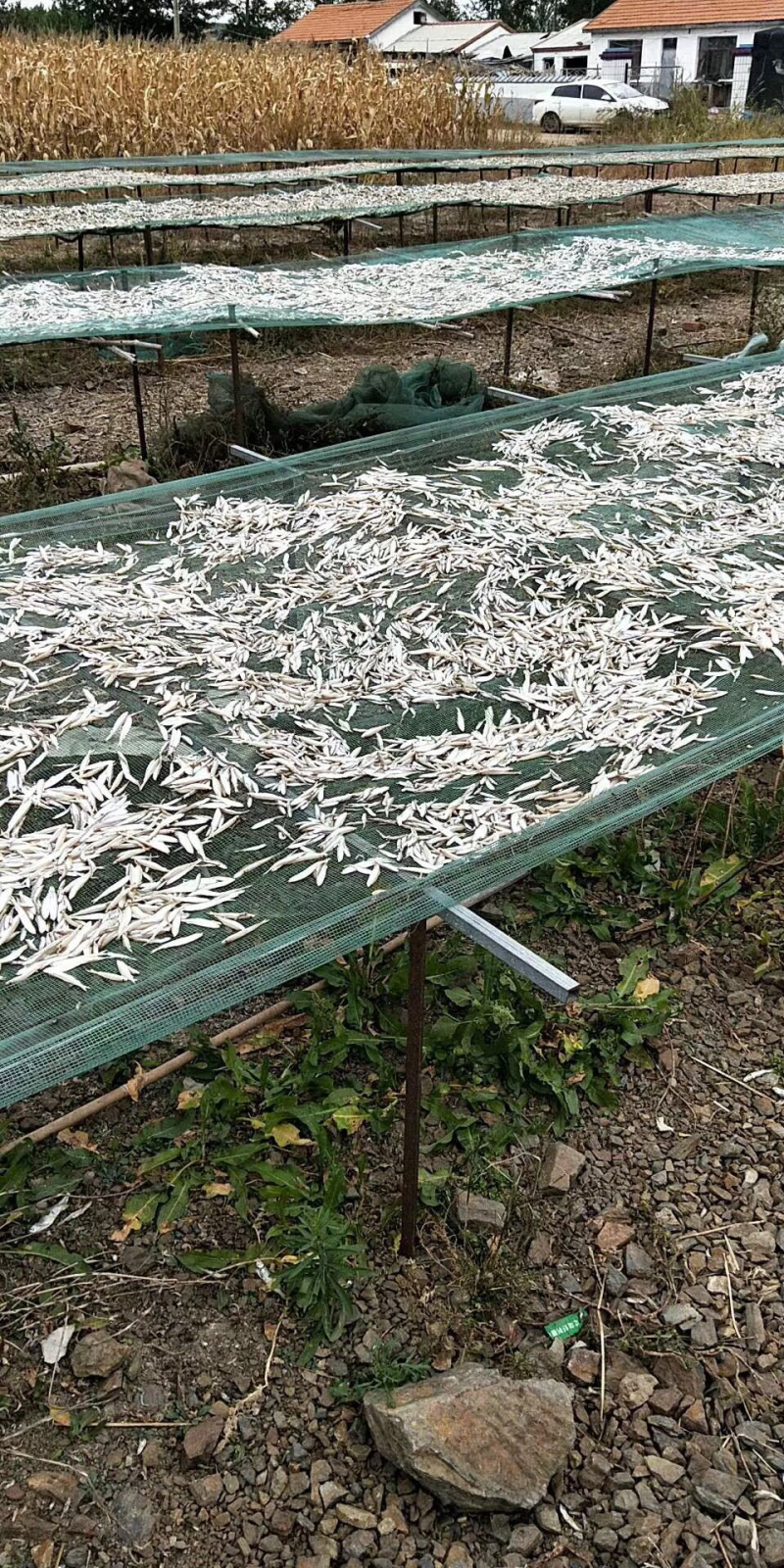 黄瓜香鱼小白鱼各种鱼食狐狸食品