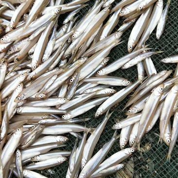 黄瓜香鱼小白鱼各种鱼食狐狸食品
