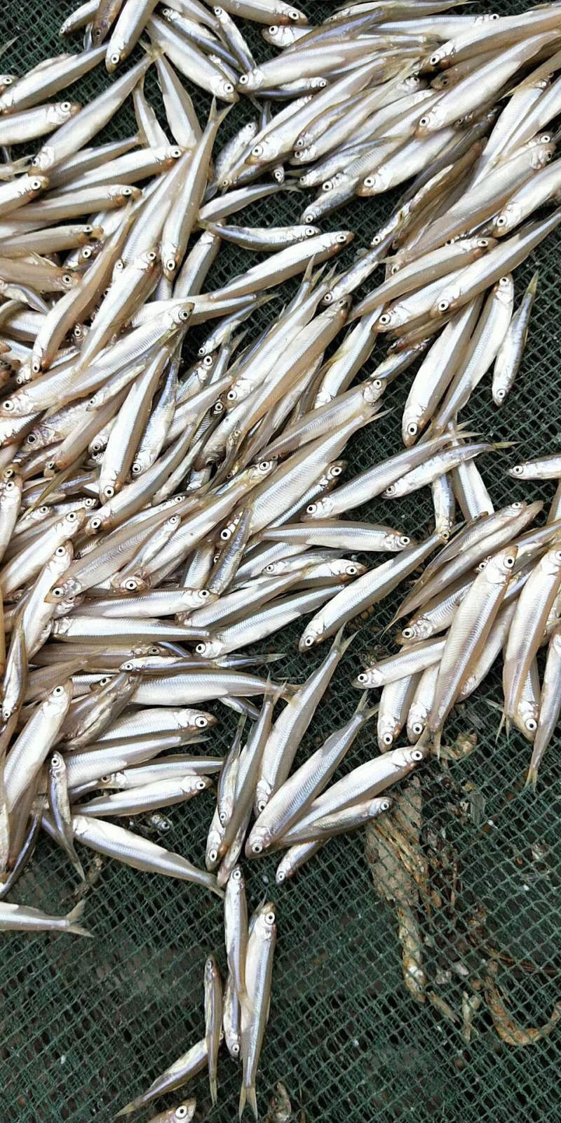 黄瓜香鱼小白鱼各种鱼食狐狸食品