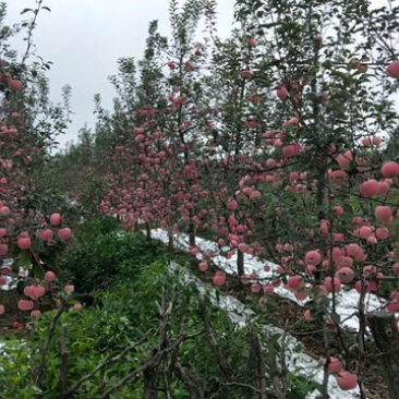 凤翔苹果，香飘九州