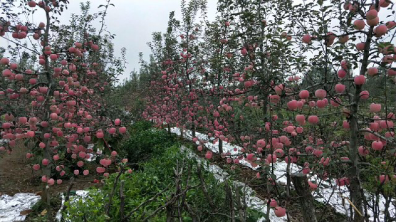 凤翔苹果，香飘九州