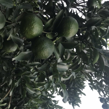 特级芦柑