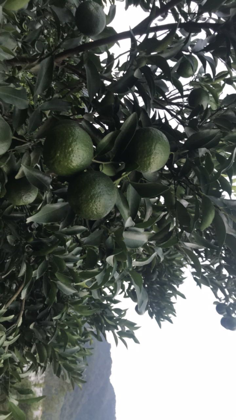特级芦柑