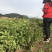 红瑞木小苗